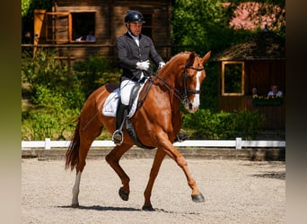 Hanoverian, Mare, 8 years, 16.2 hh, Chestnut-Red