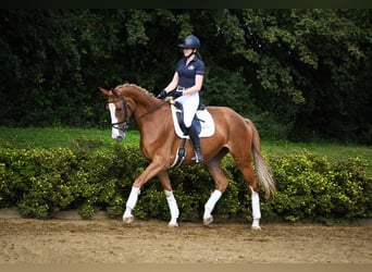 Hanoverian, Mare, 8 years, 16.2 hh, Chestnut-Red