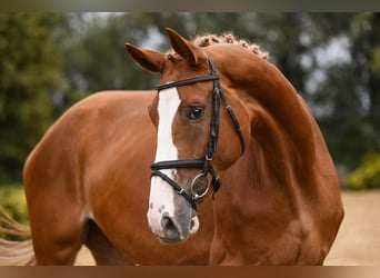 Hanoverian, Mare, 8 years, 16.2 hh, Chestnut-Red
