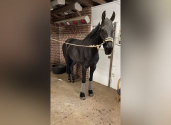 Hanoverian, Mare, 8 years, 16,2 hh