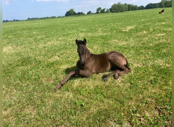 Hanoverian, Mare, 8 years, 16,2 hh