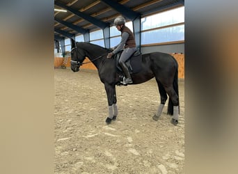 Hanoverian, Mare, 8 years, 16,2 hh