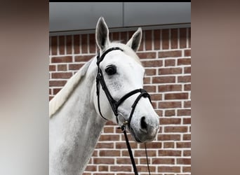 Hanoverian, Mare, 8 years, 16,2 hh, Gray