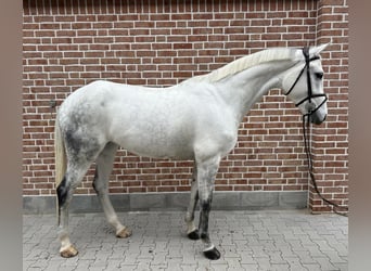 Hanoverian, Mare, 8 years, 16,2 hh, Gray