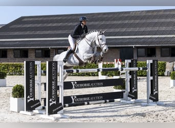 Hanoverian, Mare, 8 years, 16.2 hh