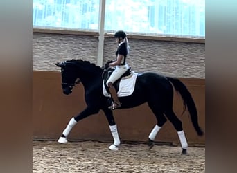 Hanoverian, Mare, 8 years, 16,2 hh, Smoky-Black