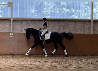 Hanoverian, Mare, 8 years, 16,2 hh, Smoky-Black