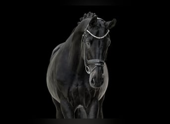 Hanoverian, Mare, 8 years, 16,2 hh, Smoky-Black