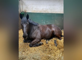 Hanoverian, Mare, 8 years, 16.3 hh, Black