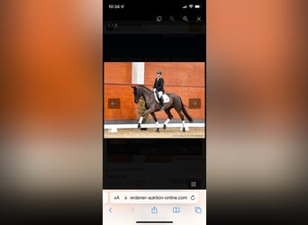 Hanoverian, Mare, 8 years, 16.3 hh, Black