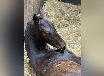 Hanoverian, Mare, 8 years, 16,3 hh, Brown