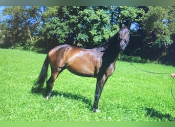 Hanoverian, Mare, 8 years, 16,3 hh, Brown