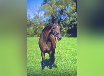 Hanoverian, Mare, 8 years, 16,3 hh, Brown