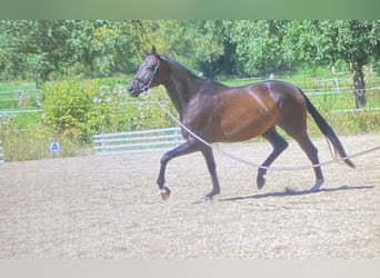 Hanoverian, Mare, 8 years, 16,3 hh, Brown