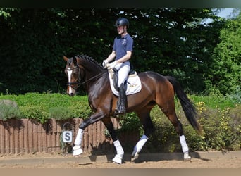 Hanoverian, Mare, 8 years, 16.3 hh, Brown