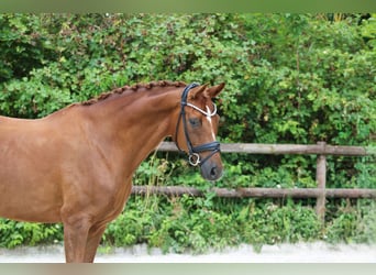 Hanoverian, Mare, 8 years, 16.3 hh, Chestnut-Red