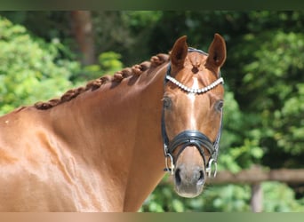 Hanoverian, Mare, 8 years, 16.3 hh, Chestnut-Red