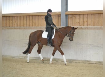 Hanoverian, Mare, 8 years, 16,3 hh, Chestnut-Red