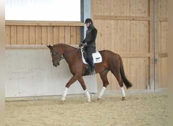 Hanoverian, Mare, 8 years, 16,3 hh, Chestnut-Red