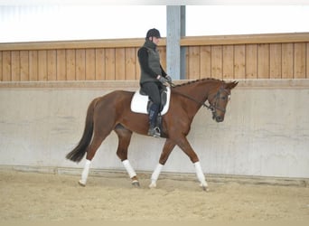 Hanoverian, Mare, 8 years, 16,3 hh, Chestnut-Red