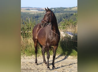 Hanoverian, Mare, 8 years, 16 hh, Bay-Dark