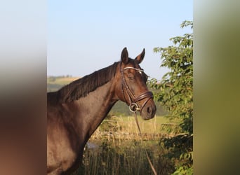 Hanoverian, Mare, 8 years, 16 hh, Bay-Dark