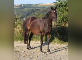 Hanoverian, Mare, 8 years, 16 hh, Bay-Dark