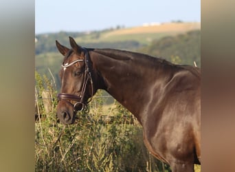 Hanoverian, Mare, 8 years, 16 hh, Bay-Dark