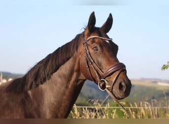 Hanoverian, Mare, 8 years, 16 hh, Bay-Dark