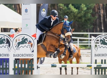 Hanoverian, Mare, 8 years, 16 hh, Bay