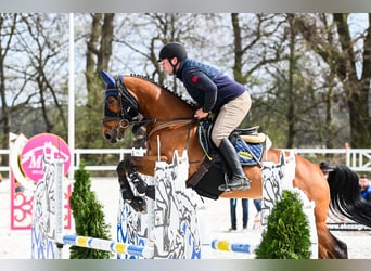 Hanoverian, Mare, 8 years, 16 hh, Bay