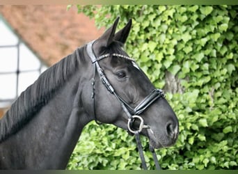 Hanoverian, Mare, 8 years, 16 hh, Black