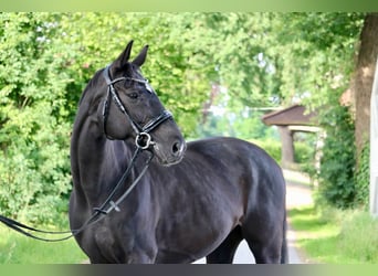 Hanoverian, Mare, 8 years, 16 hh, Black