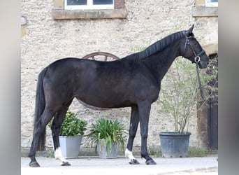 Hanoverian, Mare, 8 years, 16 hh, Black