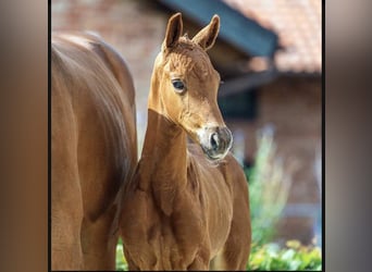 Hanoverian, Mare, 8 years, 16 hh, Brown