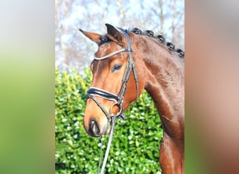 Hanoverian, Mare, 8 years, 16 hh, Brown