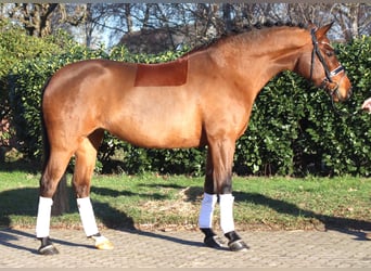Hanoverian, Mare, 8 years, 16 hh, Brown