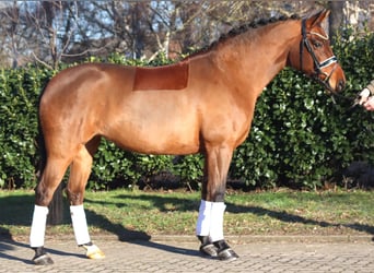 Hanoverian, Mare, 8 years, 16 hh, Brown