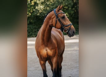 Hanoverian, Mare, 8 years, 16 hh, Brown
