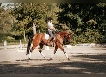 Hanoverian, Mare, 8 years, 16 hh, Brown