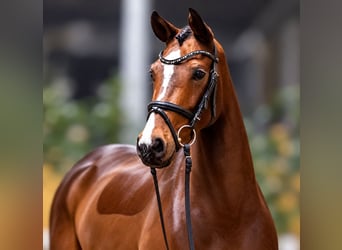 Hanoverian, Mare, 8 years, 16 hh, Brown