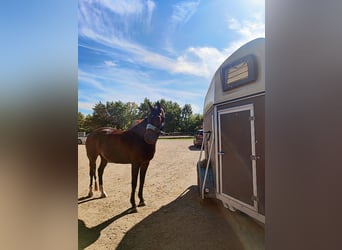 Hanoverian, Mare, 8 years, 16 hh, Brown