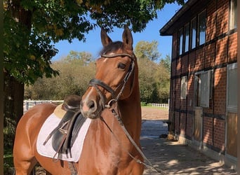 Hanoverian, Mare, 8 years, 16 hh, Brown