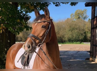 Hanoverian, Mare, 8 years, 16 hh, Brown