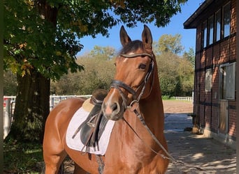 Hanoverian, Mare, 8 years, 16 hh, Brown