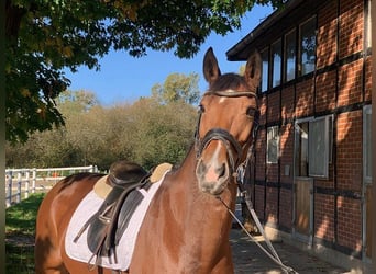 Hanoverian, Mare, 8 years, 16 hh, Brown