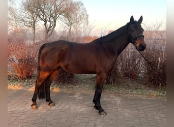 Hanoverian, Mare, 8 years, 16 hh, Brown