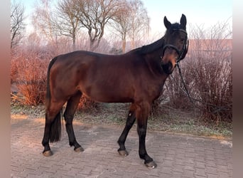 Hanoverian, Mare, 8 years, 16 hh, Brown