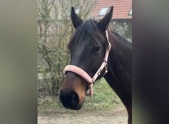 Hanoverian, Mare, 8 years, 16 hh, Brown