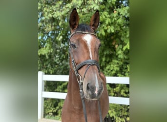 Hanoverian, Mare, 8 years, 16 hh, Brown